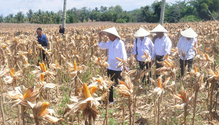 Joko Widodo Genjot Peningkatan Harga dan Produksi Jagung di&nbsp;Gorontalo