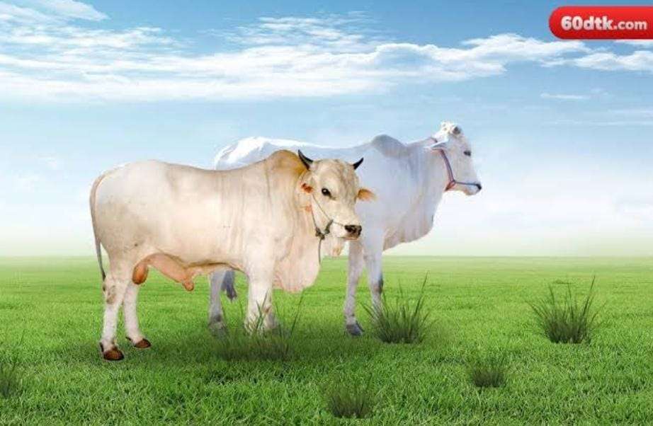 Pemerintah Pastikan Ternak di Gorontalo Tak Tertular&nbsp;Antraks